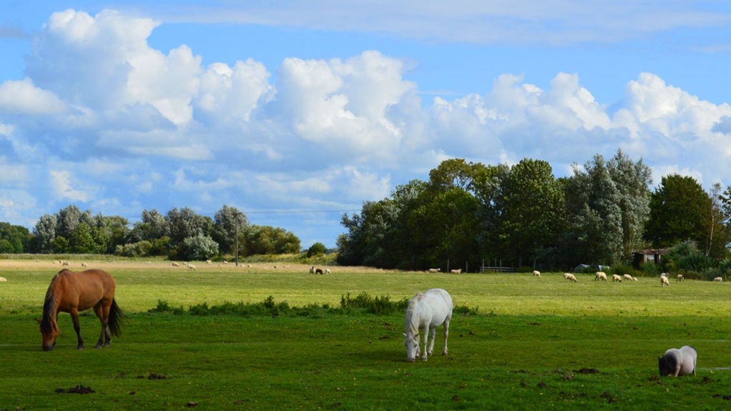 Ferienhof Reigardt. Das Bild zeigt 2 Pferde und ein Hängebauchschwein auf der Weide